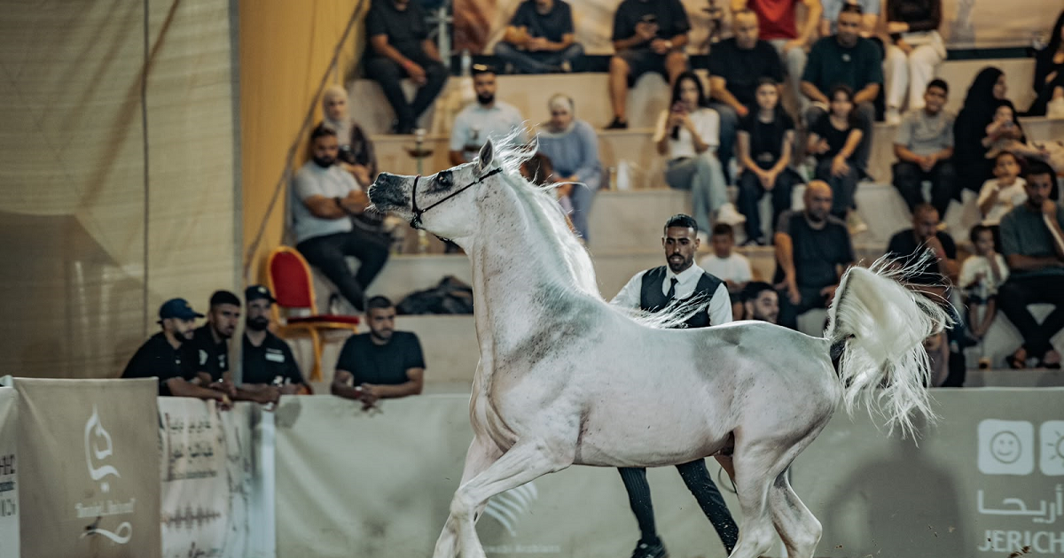 روابي تختتم بطولة الإنتاج المحلي بمشاركة أكثر من 300 خيل عربي أصيل